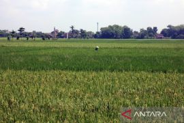 Produksi gabah Kabupaten Boyolali pada Maret diperkirakan 51.585 ton GKG