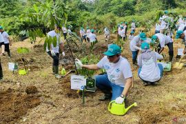 Peduli lingkungan, WIKA tanam pohon langka endemik di Wikasatrian