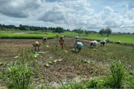 Petani di HSS Kalsel berharap tak gagal panen lagi