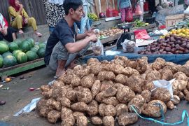 Jelang Ramadhan, permintaan ubi jalar di Lebak meningkat