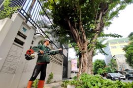DLH Surabaya pastikan giat perantingan pohon rutin digelar