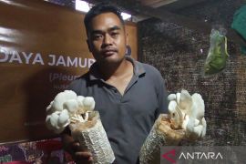 Warga KIKN  siap pasok jamur tiram ke IKN