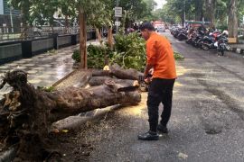 Hujan deras, sejumlah pohon tumbang di kawasan Taman Bungkul