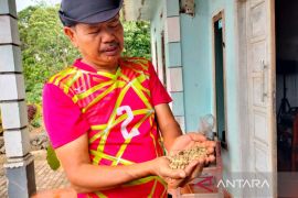 DPD AMAN Rejang Lebong kembangkan usaha "kopi kalong"