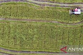 Panen raya padi musim rendeng di Purwakarta bergeser karena terlambat tanam