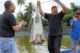 Pemkab Bangka Tengah majukan budi daya udang vaname tambak rakyat