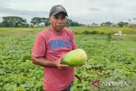Petani timun suri di Bekasi petik berkah bulan suci Ramadhan