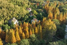 China catat penanaman hutan di hampir 4 juta hektare lahan pada 2023