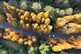 Menilik upaya penghijauan China pada 2023