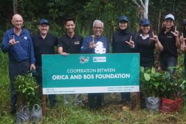ORICA gandeng BOSF lestarikan habitat orangutan