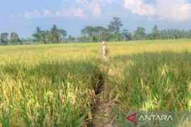 Bengkulu terima bantuan bibit padi gogo dari Kementan untuk 10.730 Ha