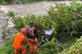 BPBD sebut dua pohon tumbang rusak rumah warga, akibat hujan deras di Bogor