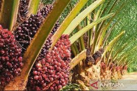 Peneliti: sawit kunci pemulihan ekonomi pascabencana