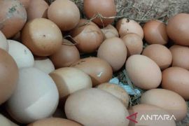 Kementan pastikan ketersediaan telur dan daging ayam di pasaran Jaksel