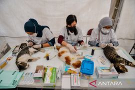 Sterilisasi kucing liar di Bandung