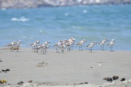 Peneliti minta pemerintah lindungi habitat burung migran di mangrove Alue Naga