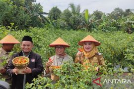 Pemkab Bangka Selatan sediakan 20 hektare lahan budidaya cabai