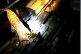 Ada warga Siak diterkam harimau, ini imbauan BBKSDA