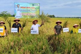 Produksi padi Magetan awal 2024 ditargetkan 161.515 ton