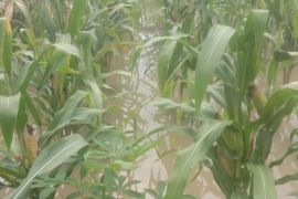 Dinas Pertanian Malaka catat 503 hektare lahan petani terdampak banjir