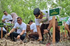 Dishut Papua Barat merehabilitasi hutan mangrove di dua kabupaten