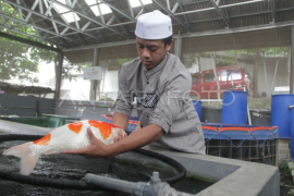 Santri kembangkan budi daya ikan koi di Malang Page 1 Small