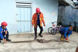 Ular sanca 4 meter ditemukan di area rumah warga