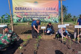 Pemkab Gianyar buat gerakan tanam cabai untuk stabilitas harga