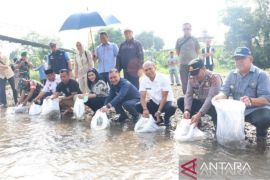 Pemkab Tapsel tabur benih ikan nila di Sungai Batang Angkola