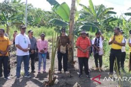 Pemkab ingatkan warga Jayapura jaga pohon sagu sebagai warisan budaya