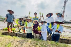 Pemkot Bogor bersama tanam padi Nutrizinc sebagai upaya percepatan entaskan stunting