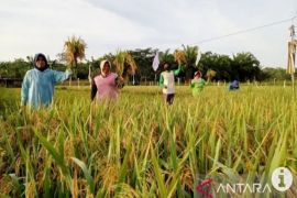 Kotabaru farmers joyfully welcome harvest season