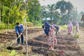 Ikhtiar Aceh Timur capai ketahanan pangan dari lahan sempit