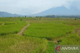Pemkab Tanah Datar targetkan 2500 hektare sawah tercover asuransi