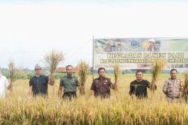 Ratusan hektare sawah di Purwakarta mulai dipanen