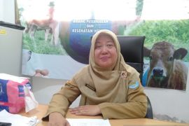 Dinpanpertan Bangka jamin sapi potong bebas penyakit mulut dan kuku