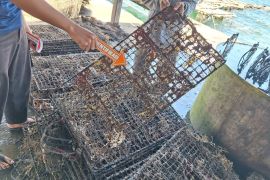 Kerang senilai Rp772 Juta milik warga Lombok Timur raib dicuri maling