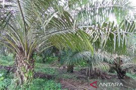 Harga TBS Kaltim  periode 16-31 Maret meningkat 5,35 persen