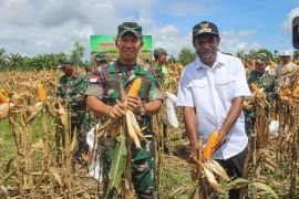 Pemkab Keerom-Danrem 172/PWY melakukan panen jagung