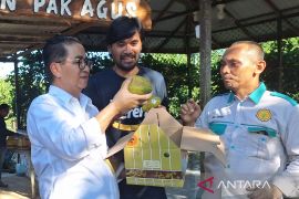 Pepaya mini Balikpapan berpotensi jadi produk ekspor