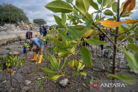 Tanam mangrove peringati Hari Air Sedunia di Palu Page 1 Small