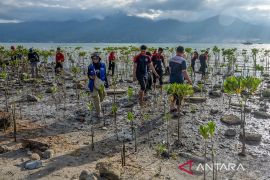 Tanam mangrove peringati Hari Air Sedunia di Palu Page 2 Small