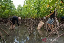 Tanam mangrove peringati Hari Air Sedunia di Palu Page 3 Small