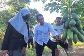 Gubernur Kaltim tinjau hasil produksi petani milenial lokal
