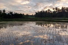 Antisipasi dampak iklim ekstrim, Bupati imbau masyarakat lakukan percepatan olah tanam