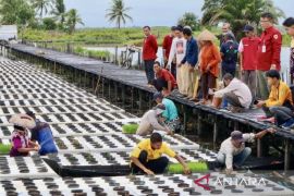Pemkab HST uji coba padi apung perdana hadapi ketidakpastian cuaca