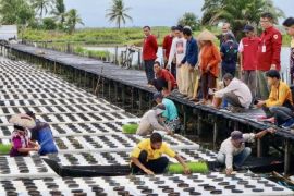 HST trials floating rice to deal with uncertain weather