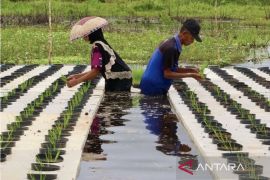 Pemkab HST optimalkan penyuluh swadaya desa ciptakan petani mandiri