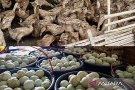 Pemkab HST Kalsel mengupayakan SITI HAWA LARI entaskan kemiskinan ekstrem