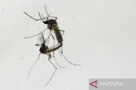 Kemenkes sebut hoaks jadi tantangan program nyamuk ber-Wolbachia di Bandung